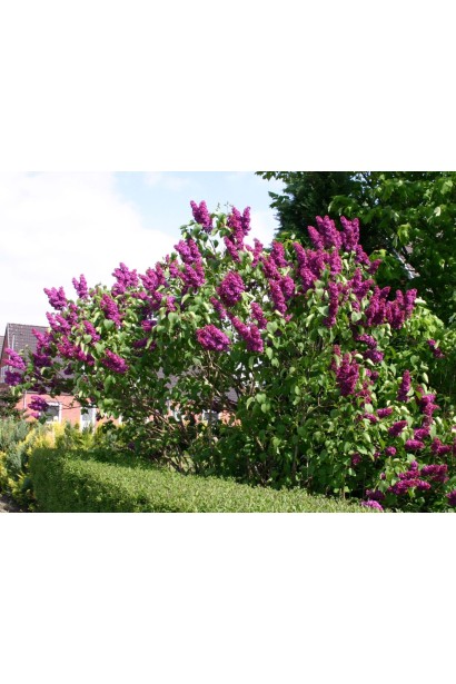 Бузок Анденкен ан Людвіг Шпет у ланшафті